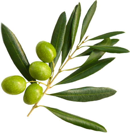 Olives in an olive branch